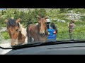 'Wild' horses attack :-) - Croatia