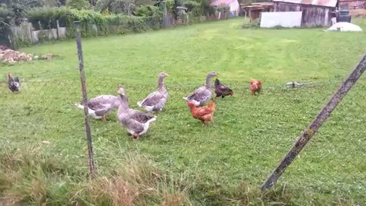 Poules Vs Oies Hen Vs Geeses