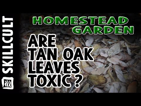 Of Tan Oak Leaves and Rural Myths, Will They Kill Your Garden?