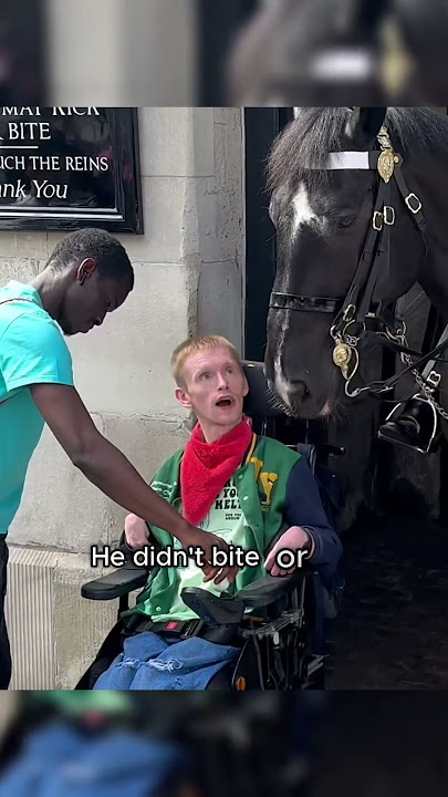 Everyone Feared This Horse Until a Man in a Wheelchair Came Along #animals #love #shorts