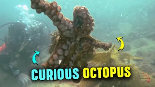 Octopus Grabs Diver's Finger, Won't Let Go