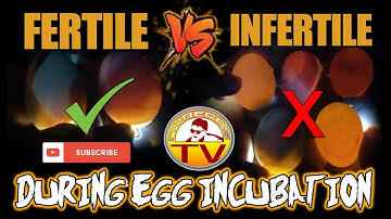 HOW TO CHECK IF AN EGG IS FERTILE OR INFERTILE / Fertile and Infertile Eggs During Incubation
