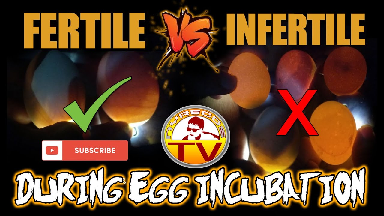 HOW TO CHECK IF AN EGG IS FERTILE OR INFERTILE / Fertile and Infertile