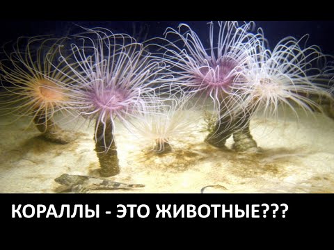 Кораллы - это животные???