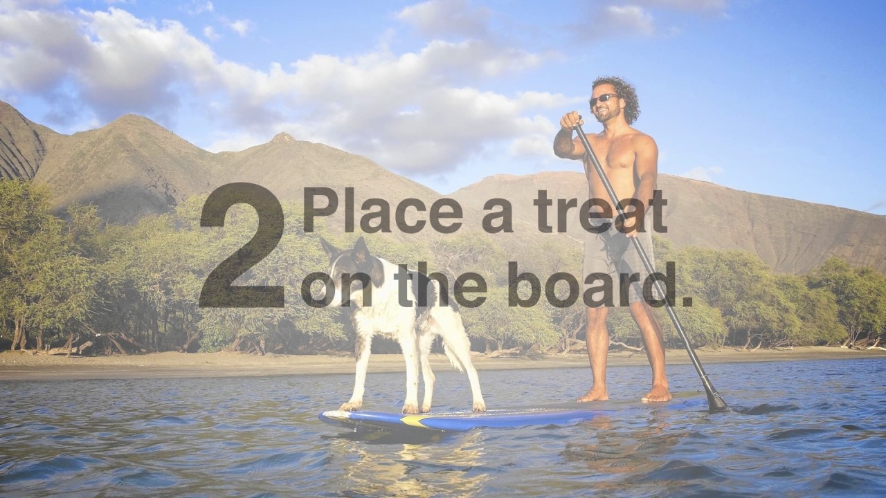 How to SUP with your dog