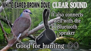 White eared-brown Dove sounds | Huni nang Katiang alimokon.@manhunter3410