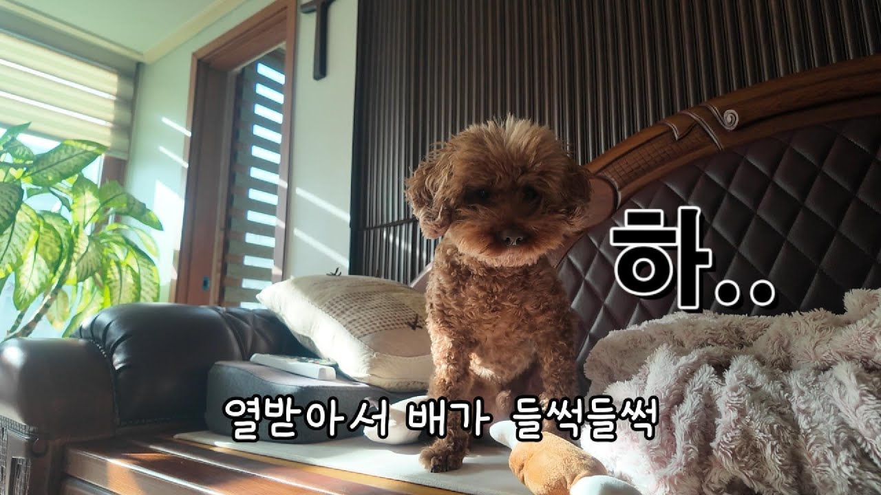 똑같은 게 두 개인데 왜 둘 다 가지려 할까?