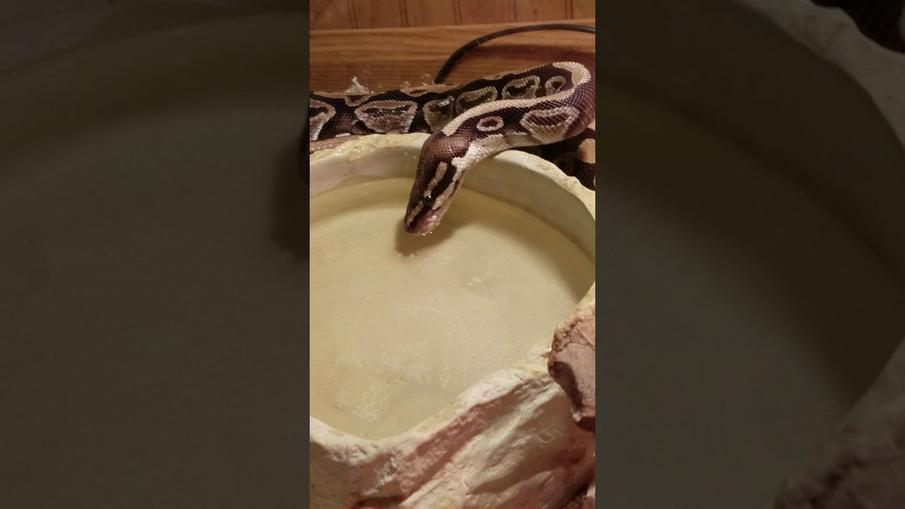 Snake drinking water and inhaling some and sneezing YouTube
