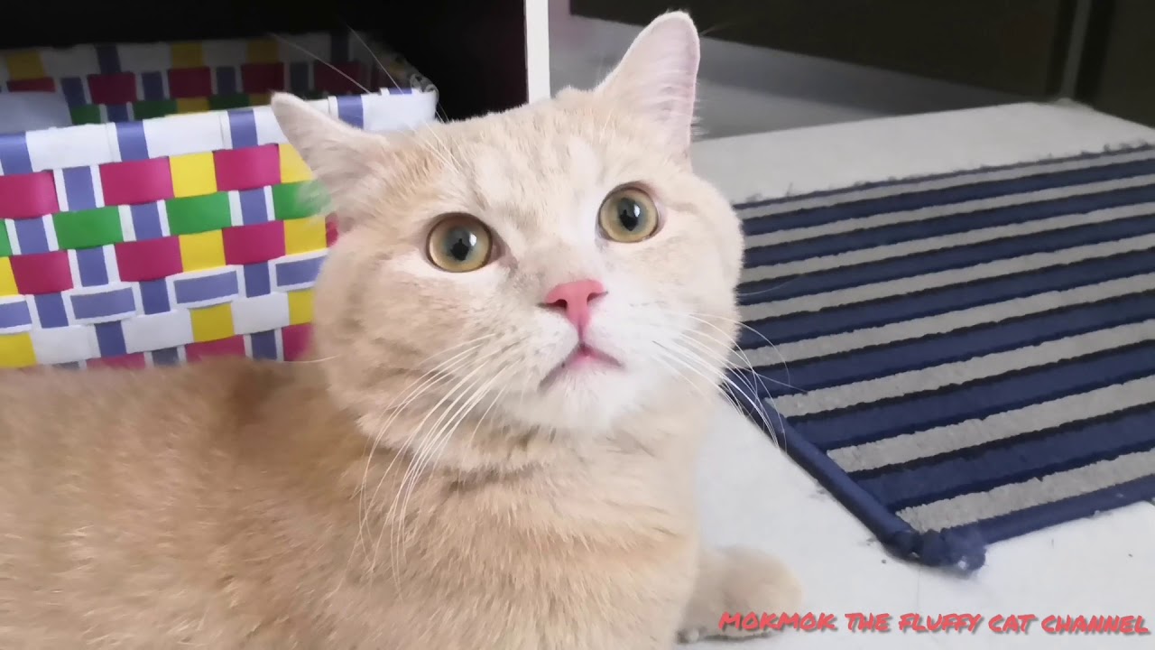 Cat In my room YouTube