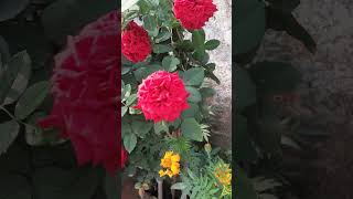 LIFE 😍#shorts #shortsfeed #viralvideo #motivationalvideo #trendingshorts #ytshorts