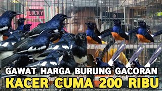 EMERGENCY!!! THE PRICE OF A GACORAN KACER IS ONLY 200 THOUSAND, A GACOR MURAI BATU IS 800 THOUSAN...