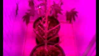Re budding these plants LED grow lights,medical cannabis indoors growing,howto