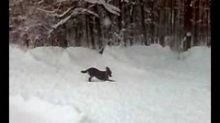 Kutná Hora - Dog Snow Session 2010