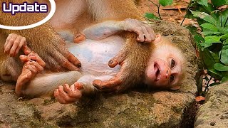 Pitiful Lucie Lovely Baby Monkey And Adorable Monkey.