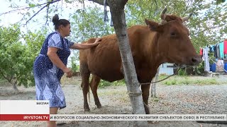 По поручению главы малоимущей семье из Беслана подарили корову