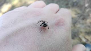 Самец паука-крестовика. Araneus Diadematus Adult Male (Clerck, 1757). Самец паука-крестовика. Araneus Diadematus Adult Male (Clerck, 1757).