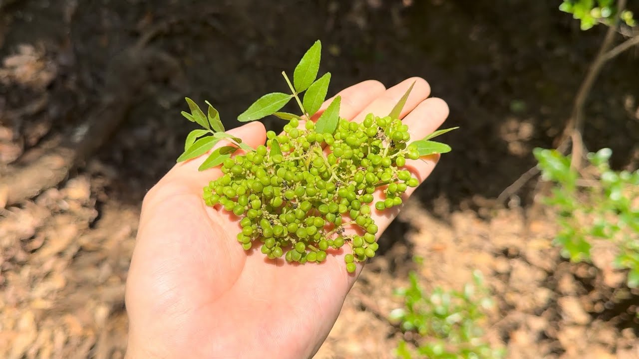 『悪臭』と呼ばれるスパイスを全力で調理してみた