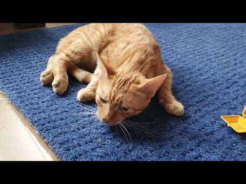 Video: Wat Te Doen Als Uw Kat Hoest?