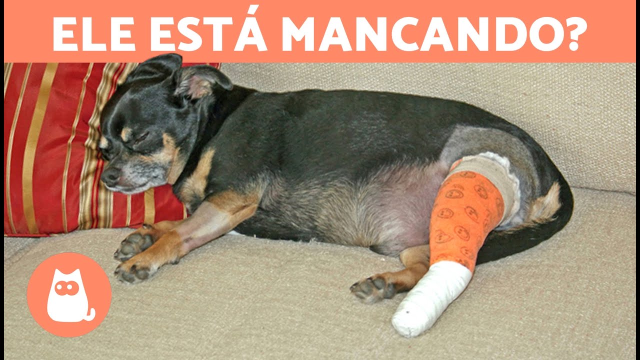 Meu CÃO manca em uma das patas traseiras 🐾🐕 (Causas e o que fazer ...