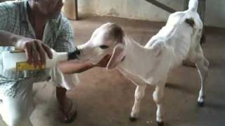 Bezerro cautley bico de o via