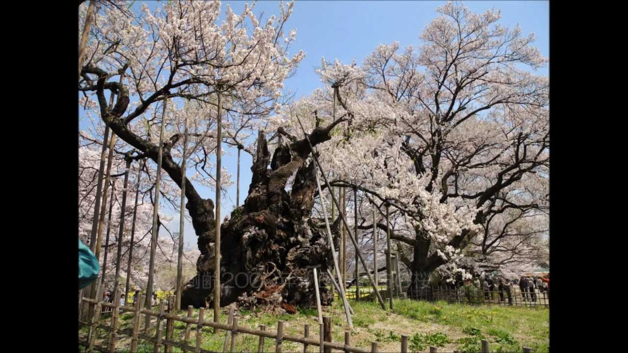 cherry tree investments v landmain 2012 日本最古の桜 山高神代桜 樹齢2000年 japnese oldest cherry tree 2000years cherry tree investments v landmain 2012 日本最古の桜 山高神代桜 樹齢2000年 japnese oldest cherry tree 2000years