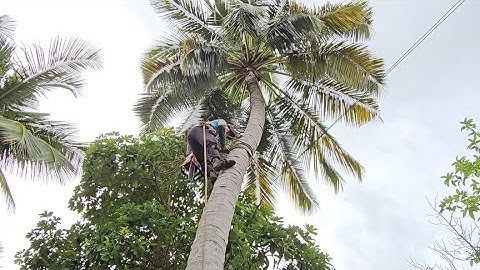 Cưa  cây  dừa  cong  vào  dây  điện  .Cưa  cây  kỷ thuật cao