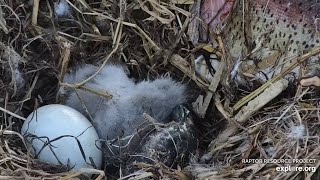 Decorah Eagles. DH1 did not make it. RIP little one! - explore.org 04-06-2023