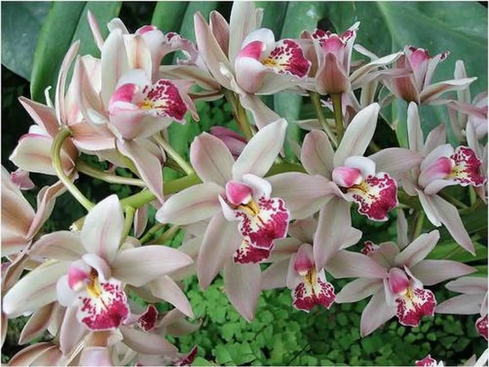 Orquideas & Cores - thptnganamst.edu.vn