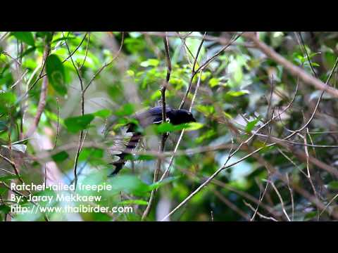 Ratchet-tailed Treepie