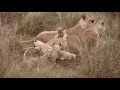 Lion Family, Masai Mara, Sept/Oct 2016