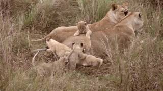 Lion Family, Masai Mara, Sept/Oct 2016