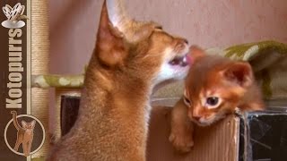 Abyssinian kittens escaping from the nest [kotopurrs]
