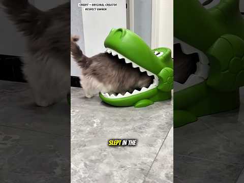 This owner find beautiful bed for his cat 🐱 #shortvideo