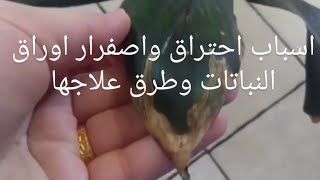 اسباب وعلاج اصفرار واحتراق اطراف اوراق النباتات انقذ نباتاتك فديو مهم Burning edges of plant leaves