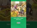 Giá sầu riêng tại ĐBSCL tăng trở lại #nongnghiepmientay