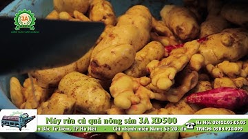 Máy làm sạch củ nông sản - Máy rửa sạch nông sản - Máy rửa củ quả 3A XD500