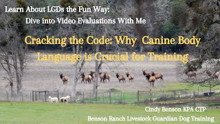 Cracking the Code: Why Canine Body Language is Crucial for Training Success
