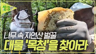 나무 속에 벌꿀이? 벌과 공존하며 채취하는 '목청' [2TV 생생정보] | KBS 230622 방송