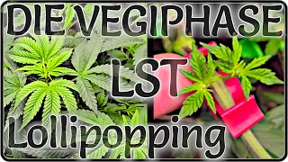 🍁Growing Cannabis🍁 The Easiest Way to Grow 🥦 Preparations for Flowering 🥦 Training