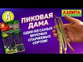 Оригинальный раннеспелый сорт спаржевой фасоли ПИКОВАЯ ДАМА