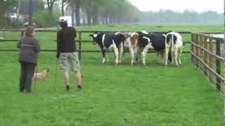 Australian Cattle Dog Herding Cows First Time