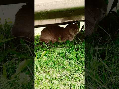 #рекомендации #кот #коты #cat #cats #nature #природа #машина #machine #юмор #humor