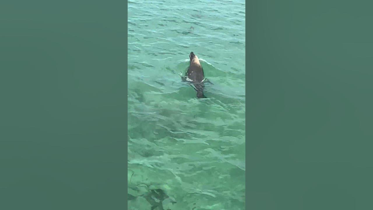 Sea lions Western Australia - YouTube