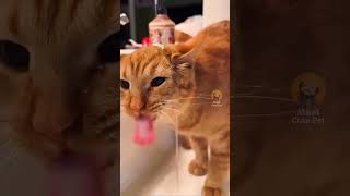 Funny animal video 14 cat funny pets animals funnycats funnyanimals cute catlover