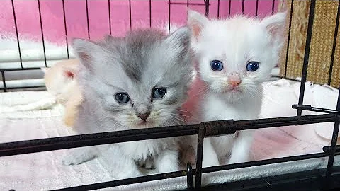 Video 10257221: cats catlover catlife, cat eye small, kitten