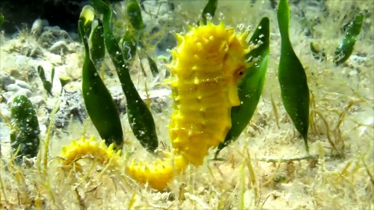 cavalluccio marino in acqua poco profonda