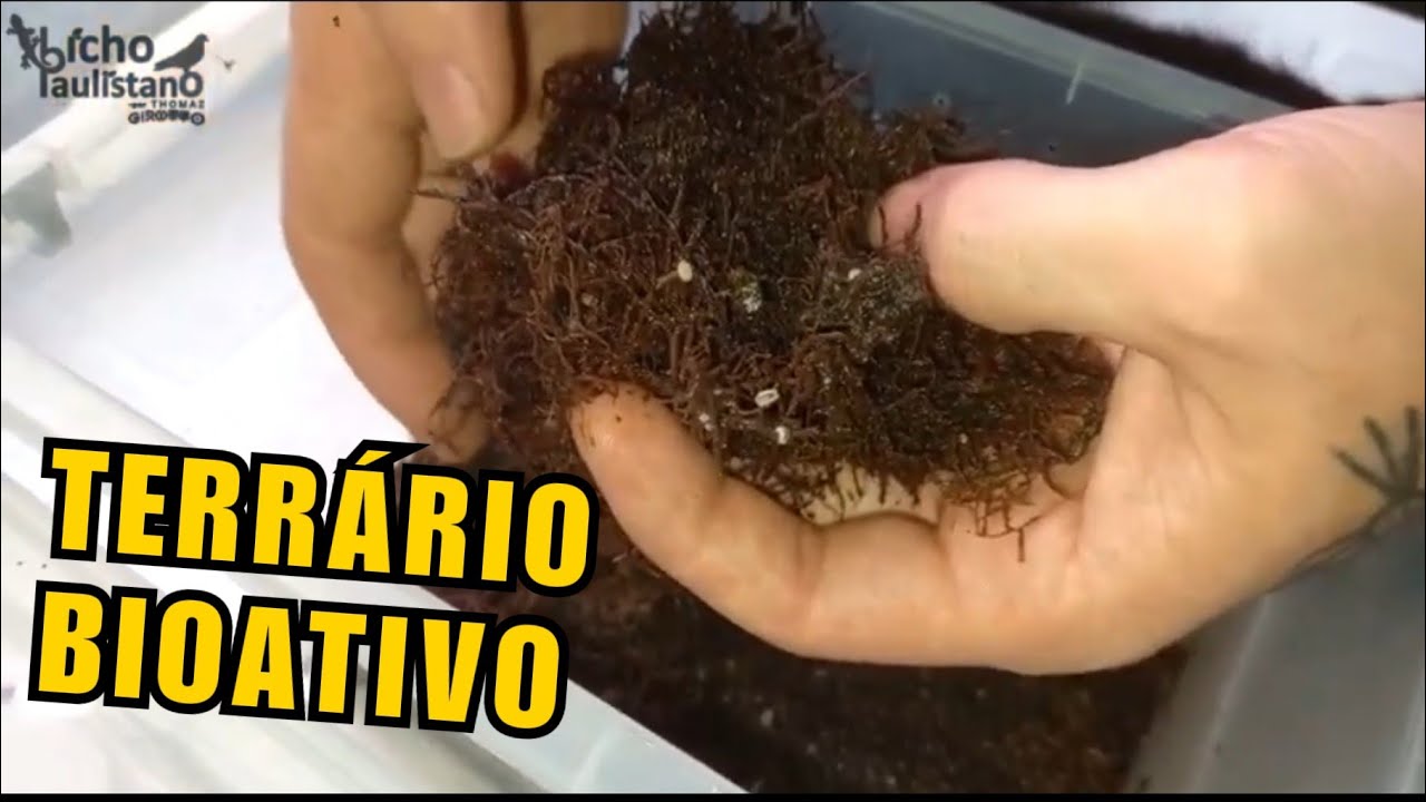 Terrário bioativo com isópodes e colêmbolos