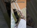 ごはんを待つ猫がかわいすぎましたｗ【猫動画】#shorts