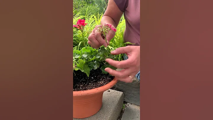 How to Deadhead Geranium - DayDayNews