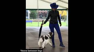 Dog Training - Bonnie (Springer Spaniel) - Advanced Commands